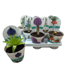 BOLBLOEMEN GEM