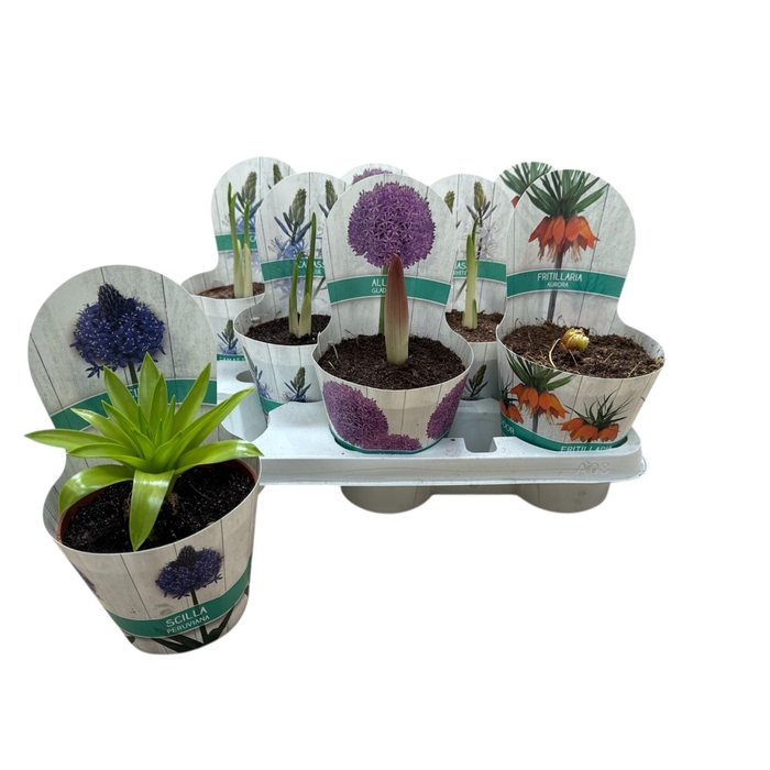 <h4>BOLBLOEMEN GEM</h4>