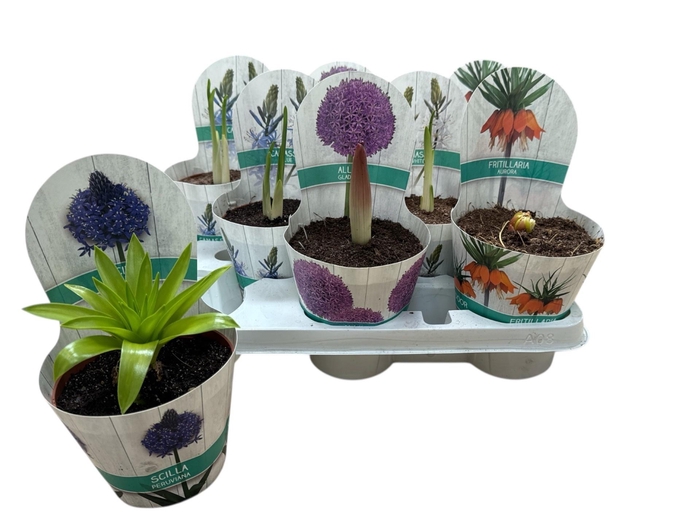 BOLBLOEMEN GEM