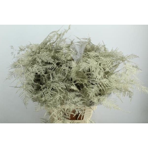 Asp Extra Veer Platina