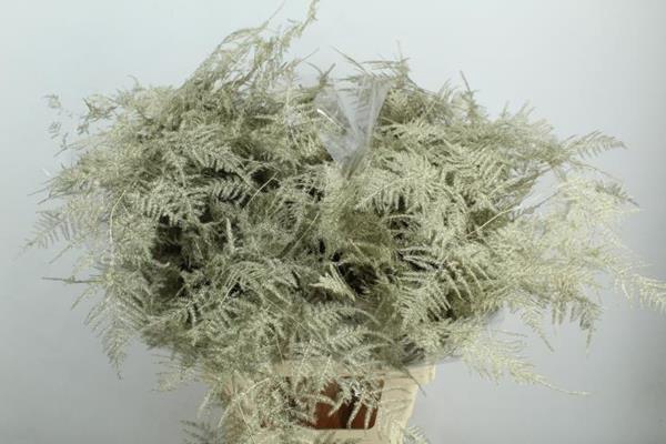 <h4>Asp Extra Veer Platina</h4>