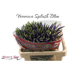 VERON L SKYLER BLUE