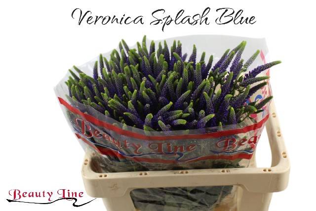 <h4>VERON L SKYLER BLUE</h4>