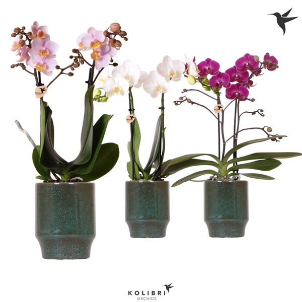 <h4>Kolibri Orchids Phalaenopsis mix 2 spike in Classy pot green</h4>