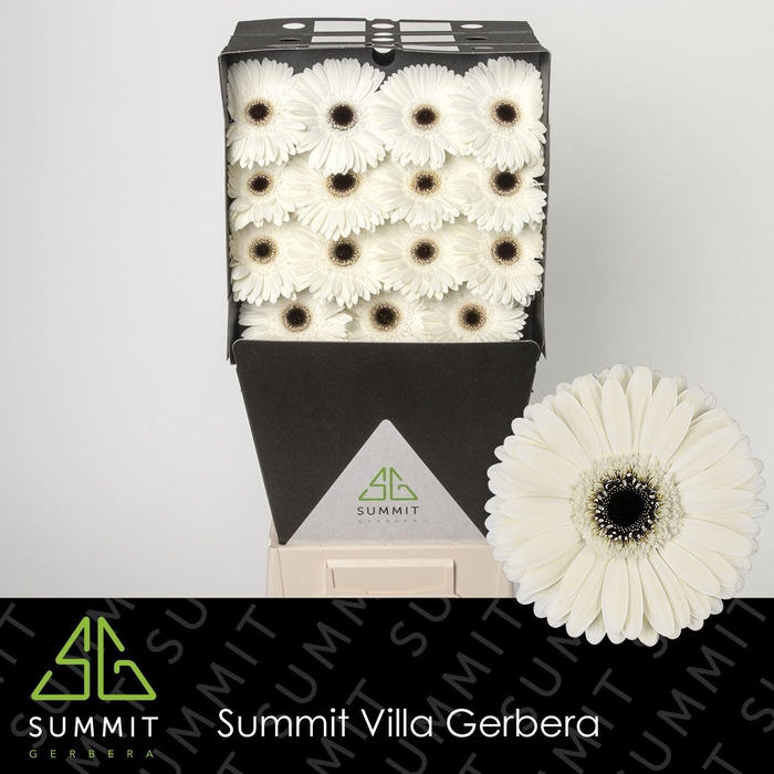 <h4>GE GR ICEBERG</h4>