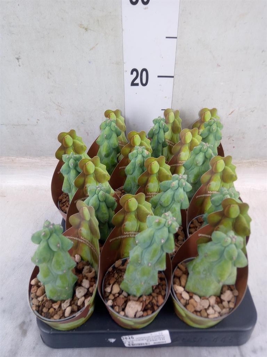 <h4>Cactus   ...</h4>