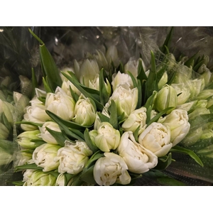 Tulpes Pilnavidures Baltos LT