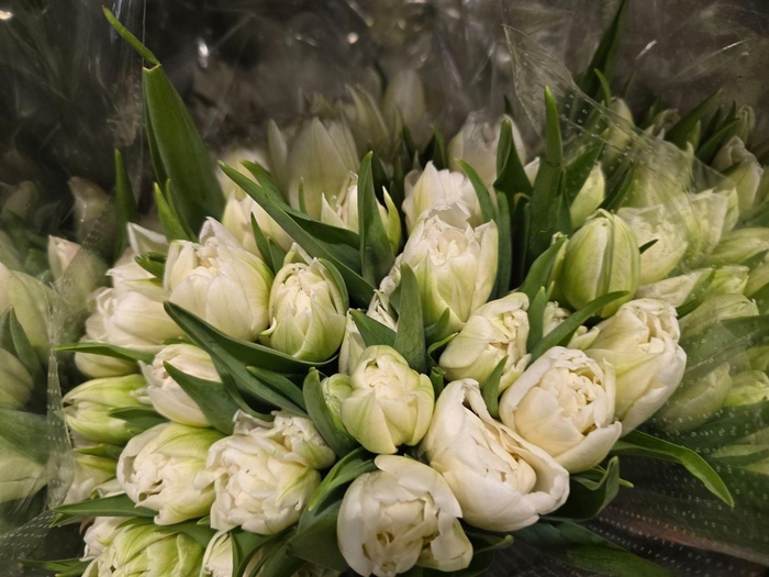 <h4>Tulpes Pilnavidures Baltos LT</h4>