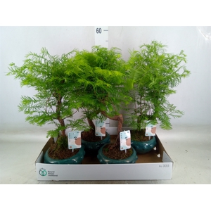 Bonsai   ...