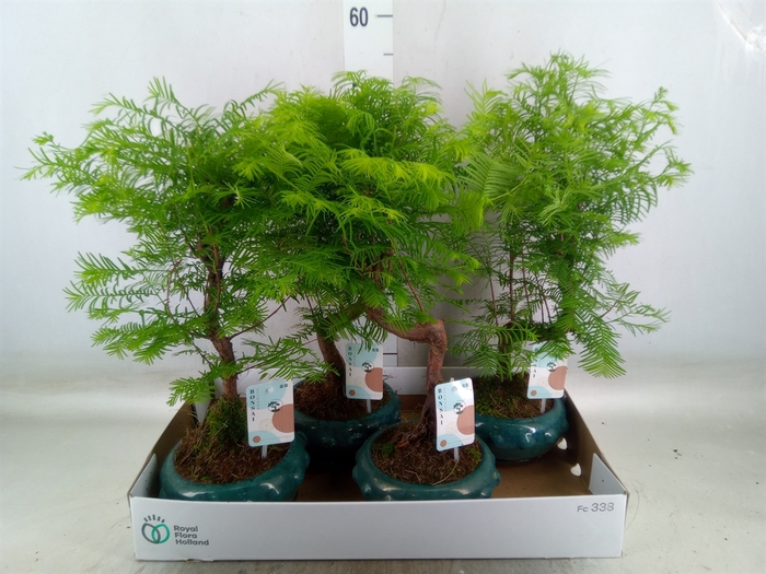 <h4>Bonsai   ...</h4>