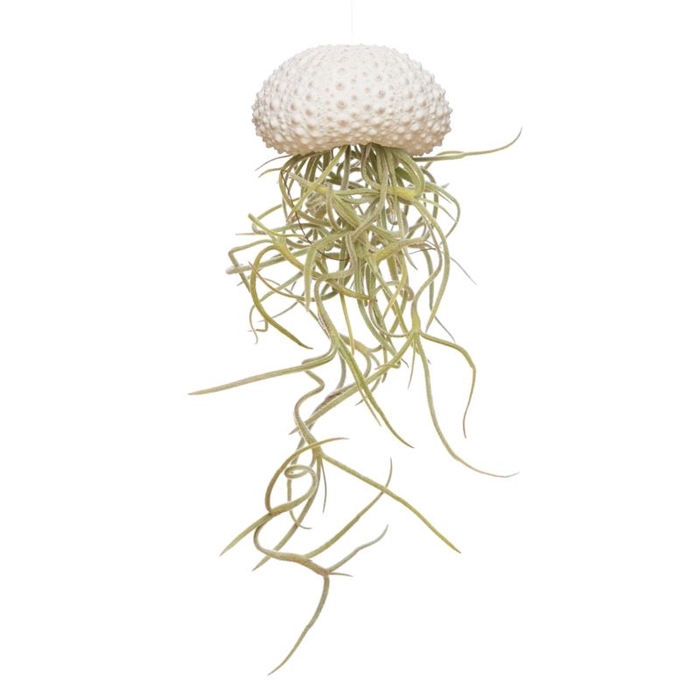 <h4>Arr.  Tillandsia L%</h4>