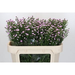 Aster Baby Pink Pearl