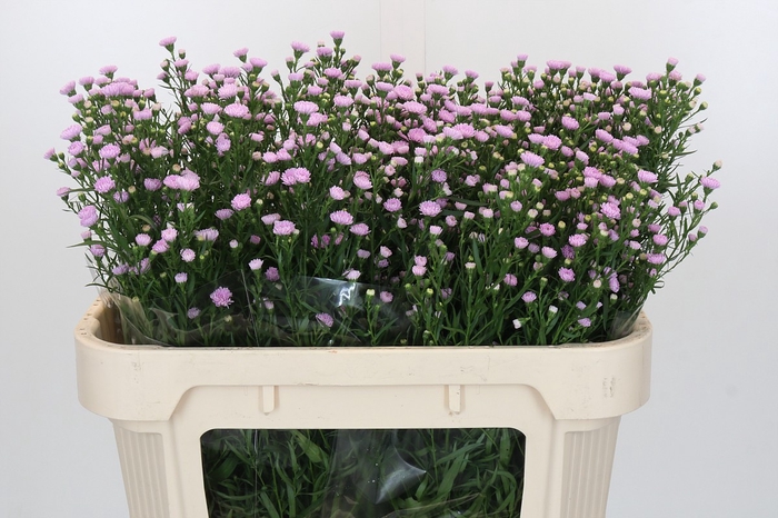 <h4>Aster Baby Pink Pearl</h4>