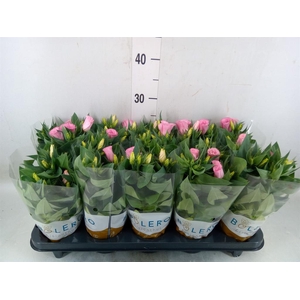 Eustoma russ. DU 'Bolero Pink'