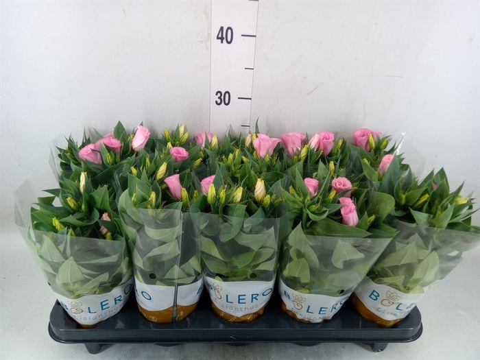 <h4>Eustoma russ. DU 'Bolero Pink'</h4>