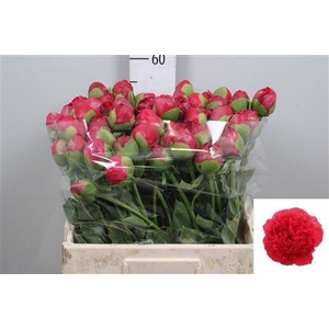 Paeo Com Performance