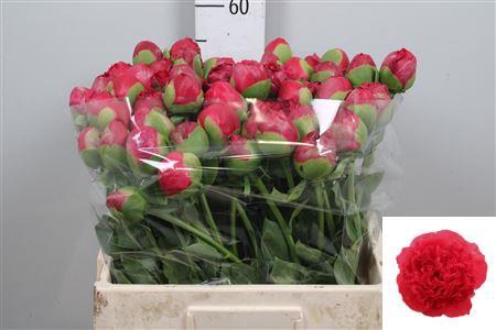 <h4>Paeo Com Performance</h4>