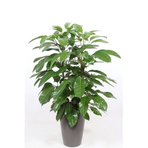 Schefflera actinophylla 'Amate’ in Santorini 