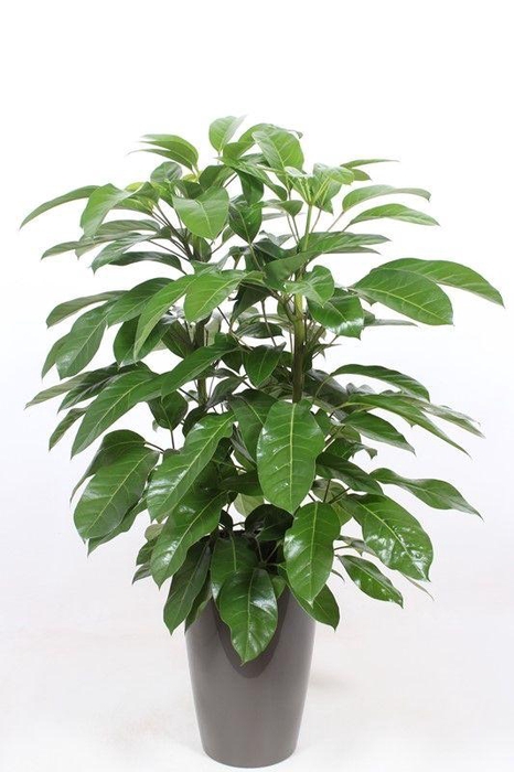 <h4>Schefflera actinophylla 'Amate’ in Santorini "taupe"</h4>