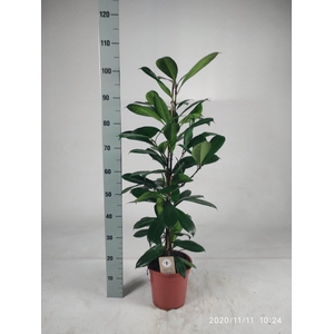 FICUS CYATHISTIPULA