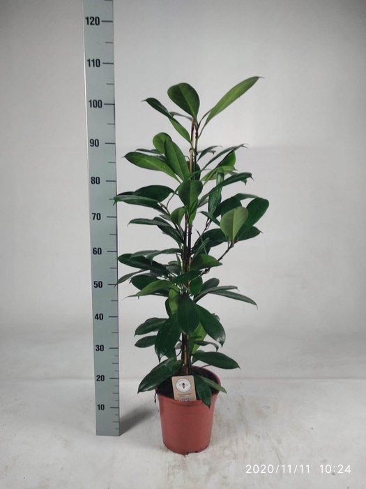 <h4>FICUS CYATHISTIPULA</h4>