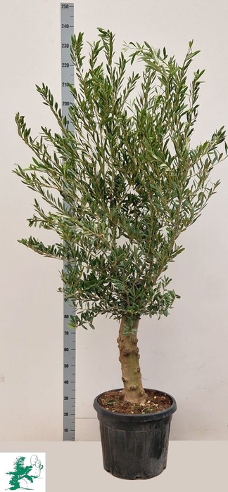 <h4>OLEA EUROPAEA</h4>