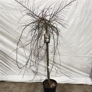 Cotoneaster apiculatus 'Blackburn' --stam 90 cm 2jr. kroon