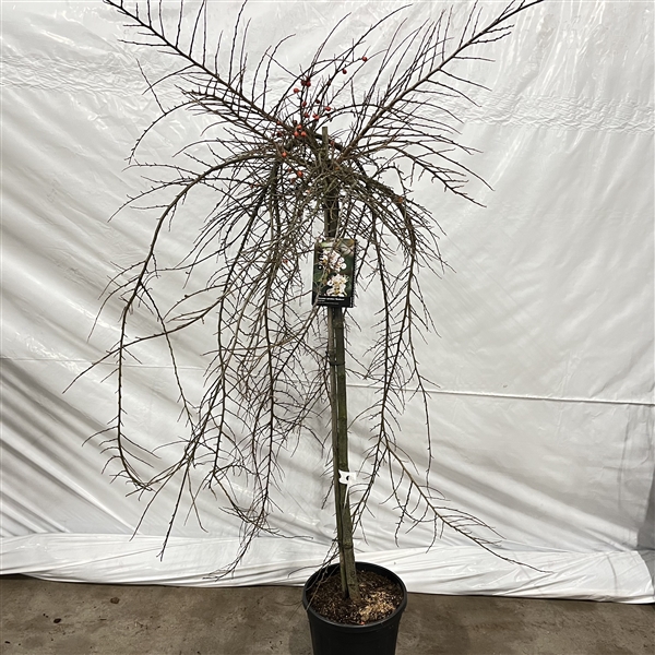 <h4>Cotoneaster apiculatus 'Blackburn' --stam 90 cm 2jr. kroon</h4>