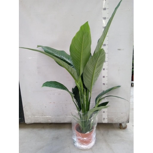 Spathiphyllum  'Sensation'