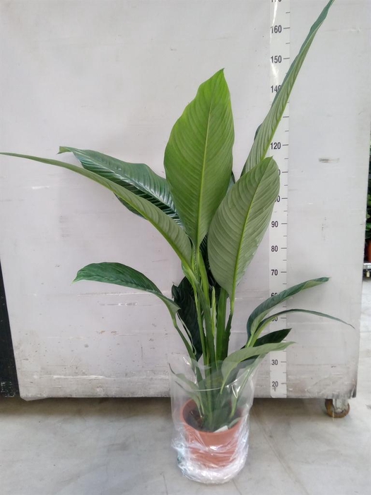 <h4>Spathiphyllum  'Sensation'</h4>