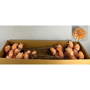 Stick Shola Zinnia Ø12 Salmon