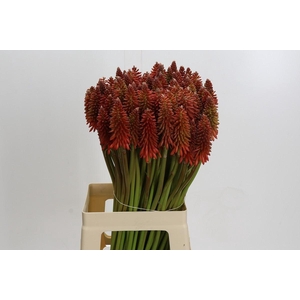 Kniphofia Eycone Orange
