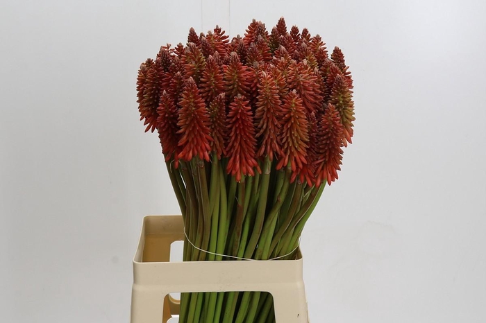 <h4>Kniphofia Eycone Orange</h4>