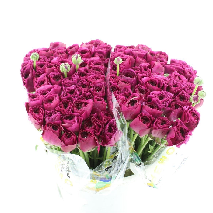 <h4>Ran Su Nerone Black Extra</h4>