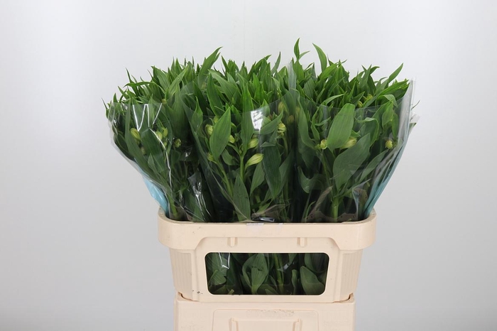 <h4>Alstroemeria White Swan 90 Gram</h4>