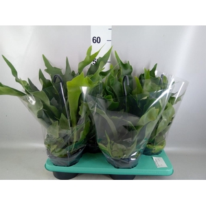 Platycerium bifurc. 'Netherlands'