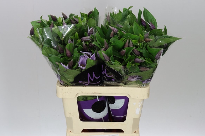 <h4>Clematis Star River</h4>