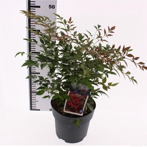 Nandina domestica 'Obsessed'