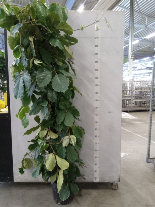 <h4>Tetrastigma voinierianum</h4>