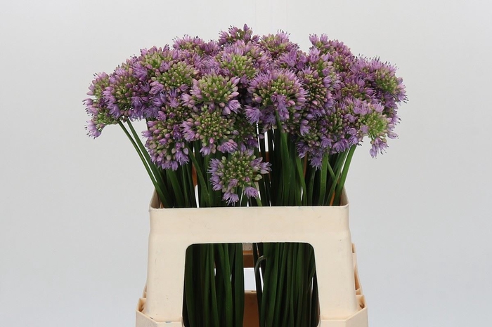 <h4>Allium senescens</h4>