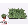 arr8 Sedum Sieboldii