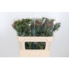 Alstroemeria Fashionista Sofiena 70