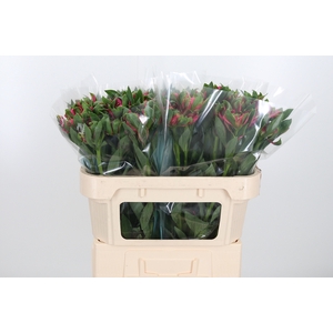 Alstroemeria Fashionista Sofiena 70