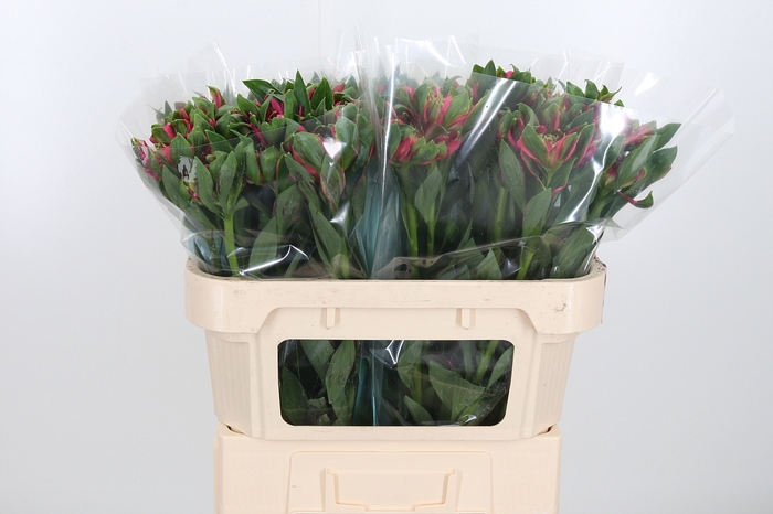 <h4>Alstroemeria Fashionista Sofiena 70</h4>