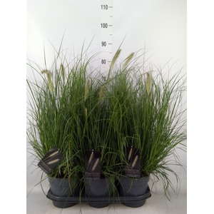 Pennisetum alopec. 'Hameln'