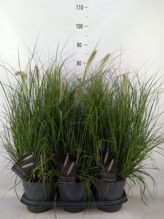 <h4>Pennisetum alopec. 'Hameln'</h4>