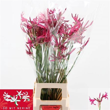 <h4>Nerine Bo Sanne</h4>