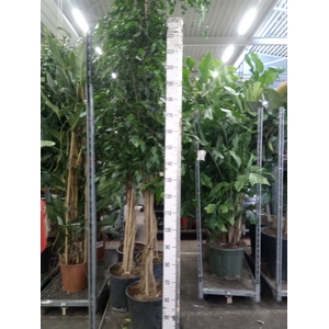 Ficus benja. 'Exotica'