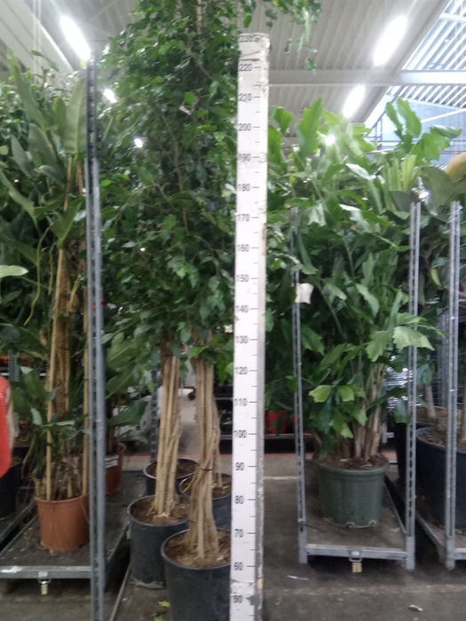 <h4>Ficus benja. 'Exotica'</h4>
