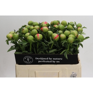 Paeonia Coral Sunset